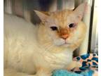 Adopt BARRY a Siamese, Domestic Short Hair