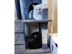 Adopt Andy & Meeko a Domestic Short Hair