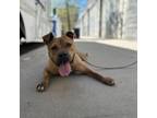 Adopt Dinero a Pit Bull Terrier