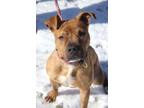 Adopt Dinero a Pit Bull Terrier