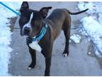 Adopt Bobby a Pit Bull Terrier