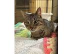 Adopt Brave a Domestic Short Hair