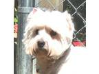 Adopt Bixby a West Highland White Terrier / Westie