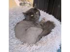 Adopt Totoro a Domestic Long Hair, Domestic Short Hair