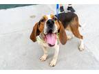 Adopt Humphrey a Hound