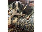 Adopt Zero a Catahoula Leopard Dog