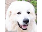 Adopt Gus in KY - Leans in for Love & Attention! a Great Pyrenees