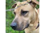 Adopt Waylan a Black Mouth Cur, Doberman Pinscher