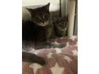 Adopt (Bonded pair) Tortie & Chester a Domestic Short Hair