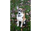 Adopt Kismet a Collie, German Shepherd Dog