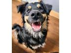 Adopt Tate, 1 year old a Australian Shepherd