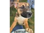 Adopt Tristan a Pit Bull Terrier