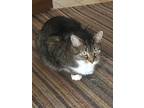 Adopt Rocky ***Courtesy Post*** a Tabby