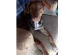 Adopt Lucky Dog a Plott Hound