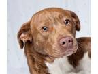 Adopt Javier a Mixed Breed