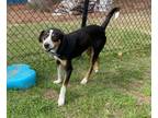 Adopt Kronk (HW+) a Collie, Hound