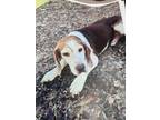 Adopt Bagel- STRAY HOLD HW+ a Beagle, Mixed Breed