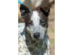 Adopt Ralph a Australian Cattle Dog / Blue Heeler