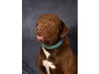 Adopt Buster a Chocolate Labrador Retriever