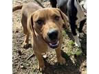 Adopt Jax a Labrador Retriever, Collie