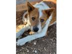 Adopt PENGUIN a Parson Russell Terrier, Mixed Breed