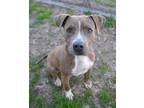 Adopt Yo-Yo a Mountain Cur