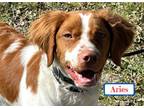 Adopt Aries a Brittany Spaniel