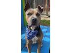 Adopt Rafael Tracy a American Staffordshire Terrier, Mixed Breed