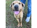 Adopt Norman a Shar-Pei, Mixed Breed