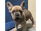 French Bulldog Puppy for sale in Columbus, GA, USA