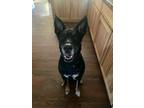 Adopt Mav a German Shepherd Dog, Black Labrador Retriever