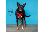 Adopt Mav a German Shepherd Dog, Black Labrador Retriever
