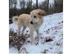 Adopt Tater a Great Pyrenees