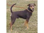 Adopt Lucky a Doberman Pinscher