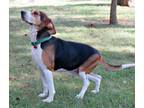 Adopt Bradley a Treeing Walker Coonhound