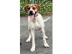 Adopt Braden a English Coonhound