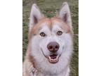 Adopt Kenickie a Siberian Husky, Mixed Breed