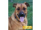 Adopt Zeus a Mixed Breed