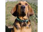 Adopt Trusty a Bloodhound