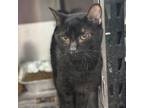 Adopt Alice Cooper a Domestic Short Hair