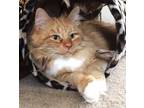 Adopt Ludo a Domestic Medium Hair