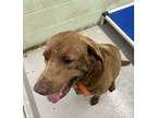 Adopt Tank a Chesapeake Bay Retriever