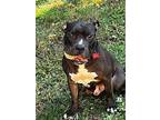 Adopt BUBBA a Pit Bull Terrier