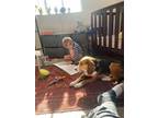 Adopt stanley a Beagle