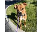 Adopt Simon - City of Industry Location a Boxer