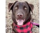 Adopt Brownie a Chocolate Labrador Retriever