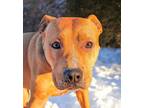 Adopt Clever Mr Carmine = ROCK STAR !!! a American Staffordshire Terrier