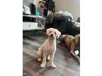 Adopt Tucker a Miniature Poodle