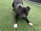 Adopt FARGO a American Staffordshire Terrier, Mixed Breed