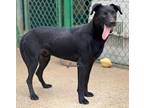 Adopt REX (21D-0785) a Labrador Retriever